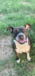 Lost Female Dog last seen Near Midkiff and cotton flt county road 140, Midland, TX 79706