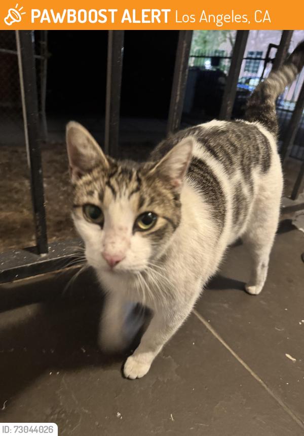 Found/Stray Male Cat last seen Kingsley Dr & Santa Monica Blvd., Los Angeles, CA 90029