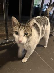 Found/Stray Male Cat last seen Kingsley Dr & Santa Monica Blvd., Los Angeles, CA 90029
