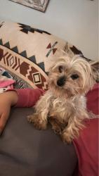 Lost Female Dog last seen San Jacinto battleground, Deer Park, TX 77536