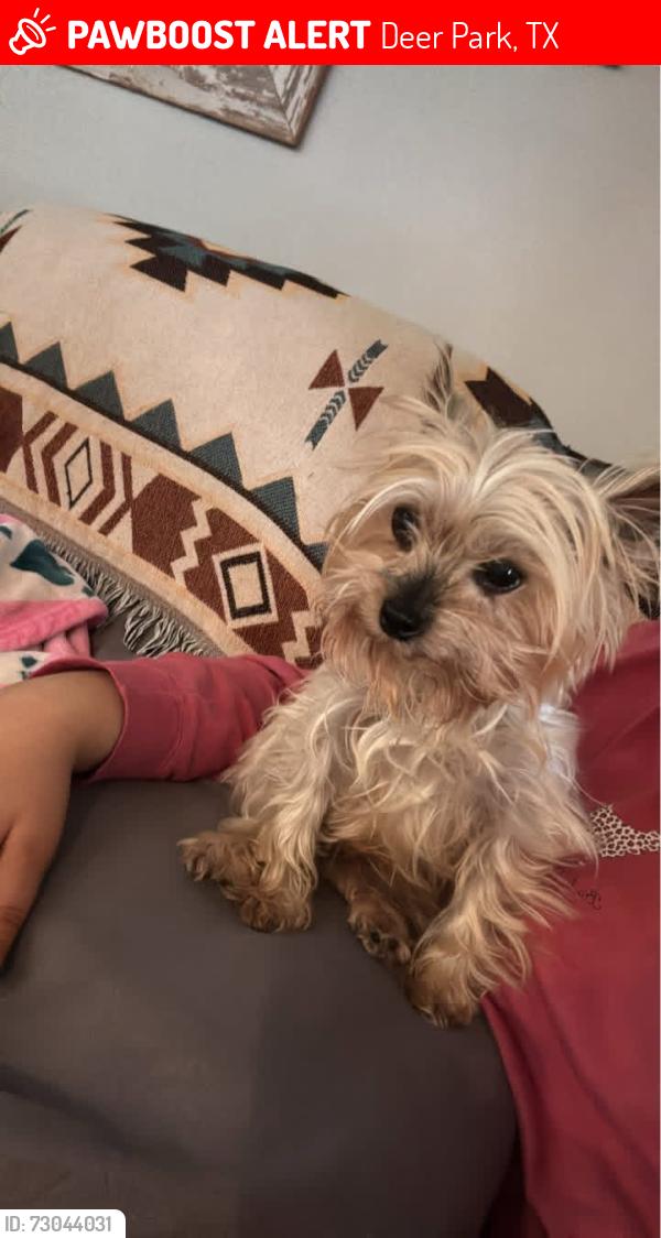 Lost Female Dog last seen San Jacinto battleground, Deer Park, TX 77536