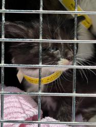 Shelter Stray Male Cat last seen 122nd/Powell, OR, 1700 W Historic Columbia River Hwy, Troutdale, OR 97060, USA