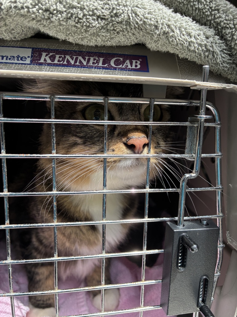 Shelter Stray Female Cat last seen 122nd/Powell, OR, 1700 W Historic Columbia River Hwy, Troutdale, OR 97060, USA