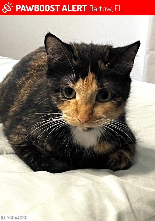 Lost Female Cat last seen Spruce Street and Transport Road, Bartow, FL 33830