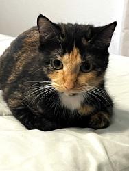 Lost Female Cat last seen Spruce Street and Transport Road, Bartow, FL 33830