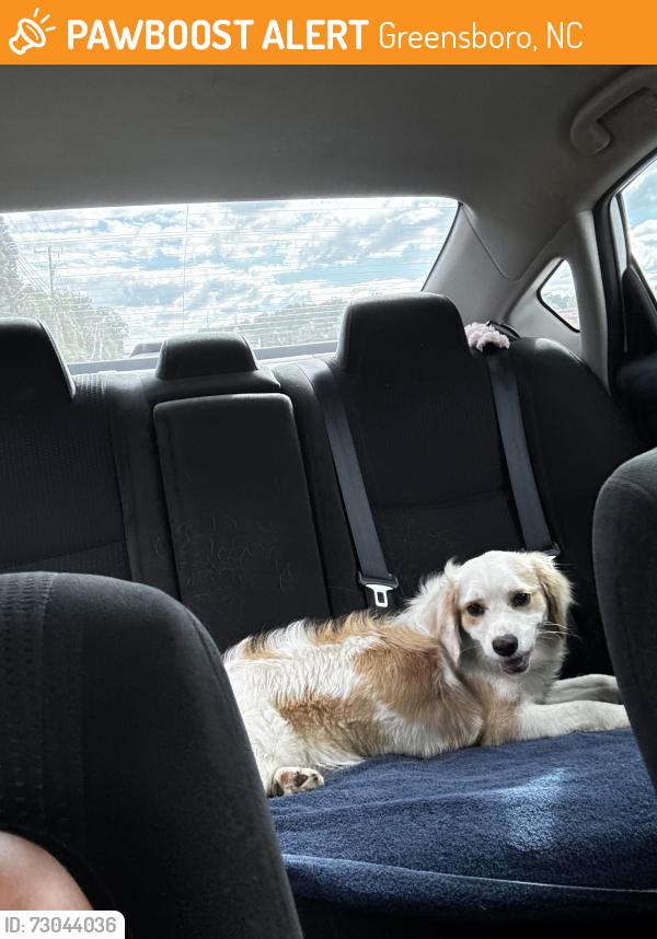 Found/Stray Unknown Dog last seen Brandonshire Court apmts, Greensboro, NC 27408
