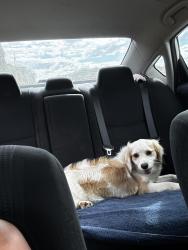 Found/Stray Unknown Dog last seen Brandonshire Court apmts, Greensboro, NC 27408