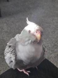 Lost Female Bird last seen Se 118th-119th Ave near Powell and division, Portland, OR 97220