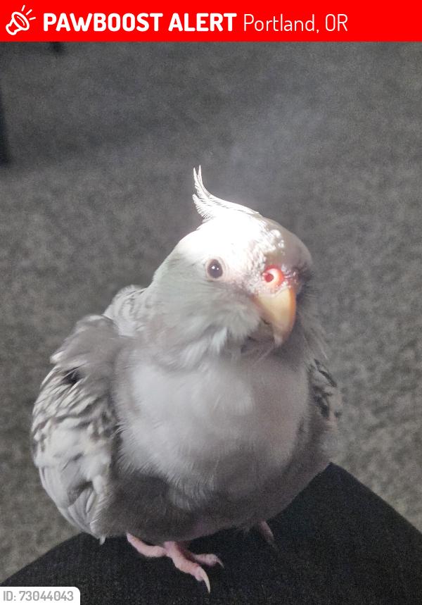 Lost Female Bird last seen Se 118th-119th Ave near Powell and division, Portland, OR 97220