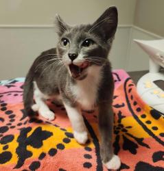 Shelter Stray Female Cat last seen 98th Avenue, OAKLAND, CA, 94603, 8323 Baldwin St, Oakland, CA 94621, USA