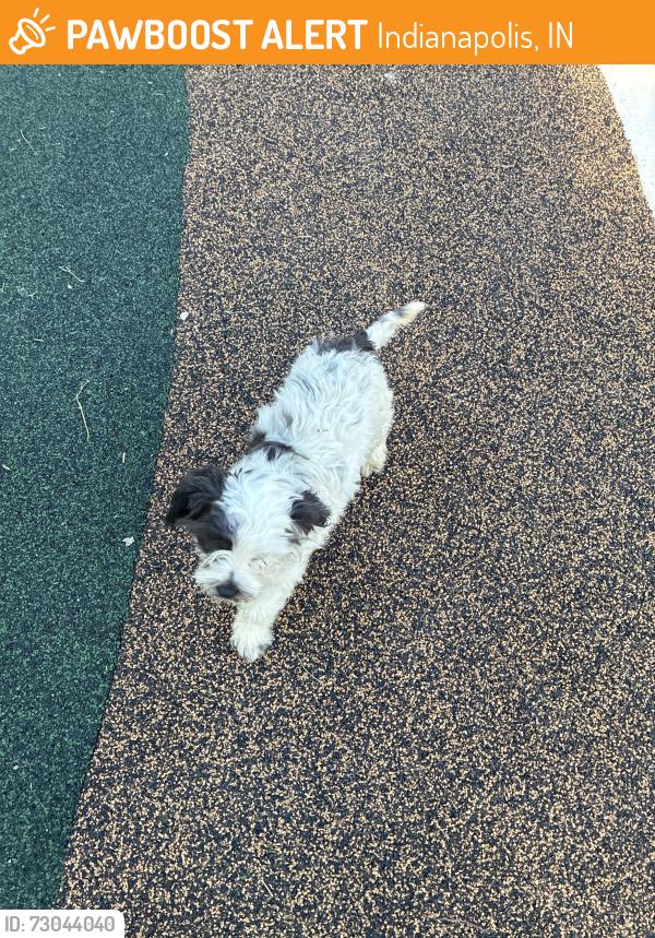 Found/Stray Unknown Dog last seen Blue and white play structure in brookside park, Indianapolis, IN 46218