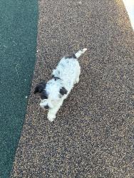 Found/Stray Unknown Dog last seen Blue and white play structure in brookside park, Indianapolis, IN 46218