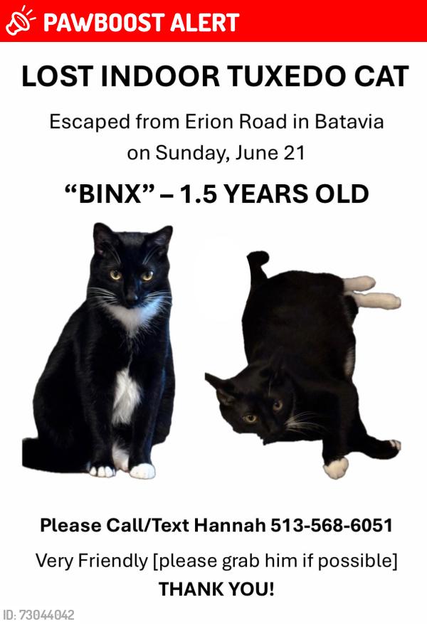 Lost Male Cat last seen St Rt 222, Batavia Township, OH 45103