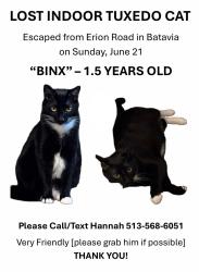Lost Male Cat last seen St Rt 222, Batavia Township, OH 45103