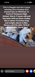 Lost Female Dog last seen in front of tennyson high school/ freitas drive , Hayward, CA 94544