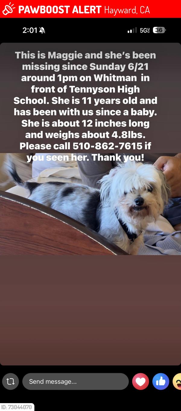 Lost Female Dog last seen in front of tennyson high school/ freitas drive , Hayward, CA 94544