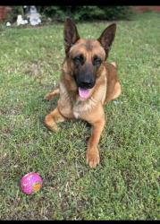 Lost Male Dog last seen The village city hall, N May church, The Village, OK 73120