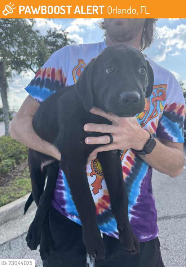 Found/Stray Male Dog last seen Costco plaza, Orlando, FL 32817