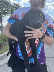 Found/Stray Male Dog last seen Costco plaza, Orlando, FL 32817