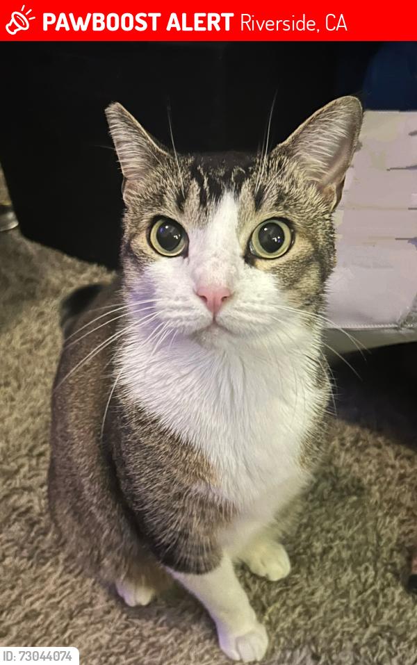 Lost Female Cat last seen Van Buren & Challen, Riverside, CA 92503