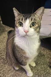 Lost Female Cat last seen Van Buren & Challen, Riverside, CA 92503