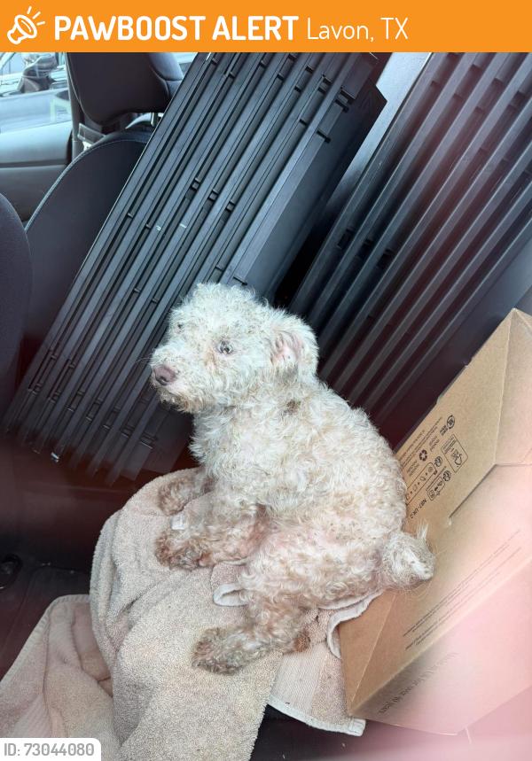 Found/Stray Female Dog last seen in/near the Elevon Neighborhood, Lavon, TX 75166