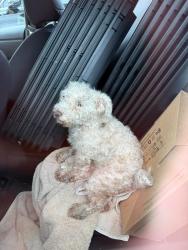 Found/Stray Female Dog last seen in/near the Elevon Neighborhood, Lavon, TX 75166