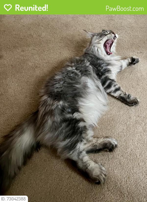 Reunited Male Cat last seen south L street and 21st, Tacoma, WA 98405