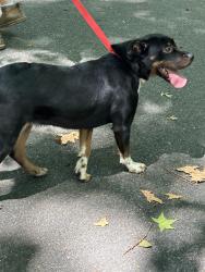 Lost Female Dog last seen Oregon Hill Rd, Worshman Mill Rd, Mayfield Rd, Cannon Rd, Ruffin, NC 27326