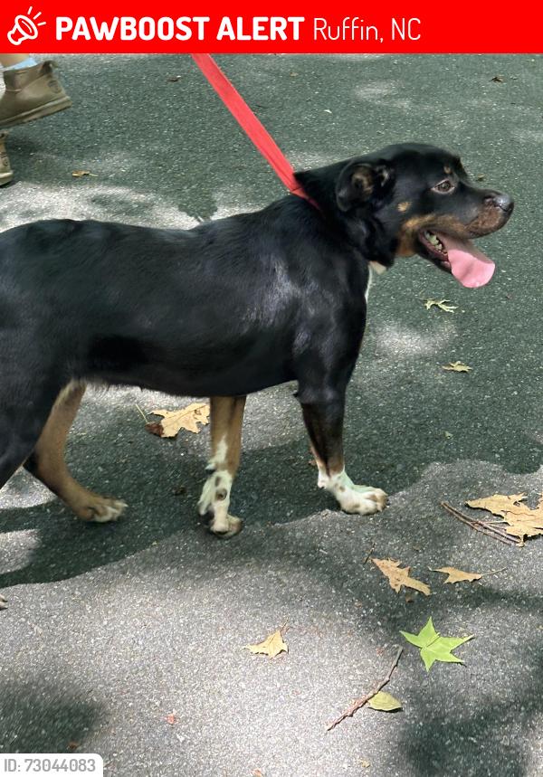 Lost Female Dog last seen Oregon Hill Rd, Worshman Mill Rd, Mayfield Rd, Cannon Rd, Ruffin, NC 27326