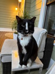 Lost Male Cat last seen Walmart Gresham avenue , Decatur, GA 30032