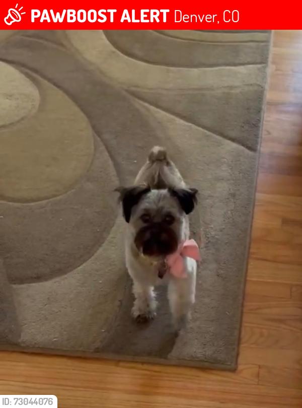 Lost Female Dog last seen S. Quitman st and Dartmouth, Denver, CO 80219