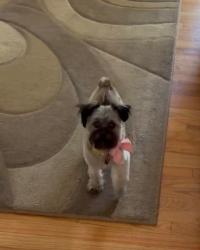 Lost Female Dog last seen S. Quitman st and Dartmouth, Denver, CO 80219