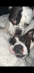 Lost Female Dog last seen Garden street, Titusville, FL 32796
