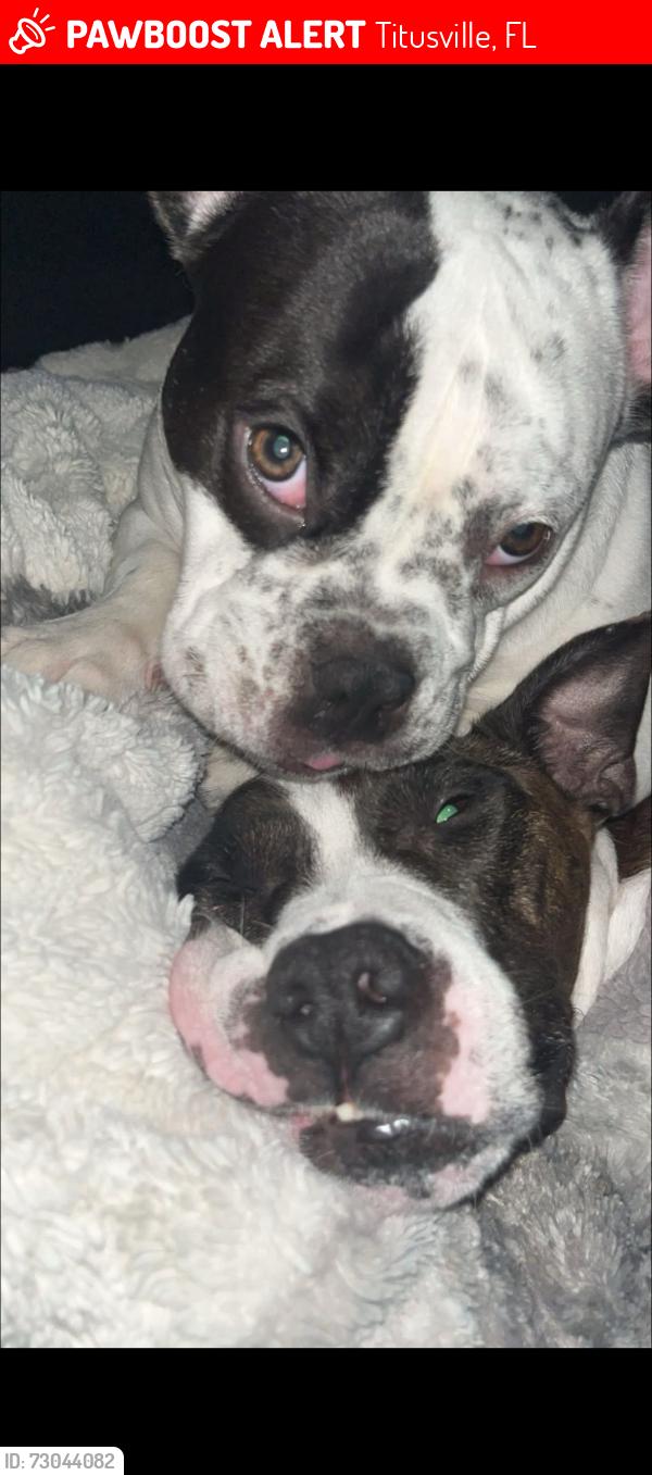 Lost Female Dog last seen Garden street, Titusville, FL 32796