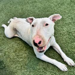 Shelter Stray Female Dog last seen , 12910 Yukon Ave, Hawthorne, CA 90250, USA