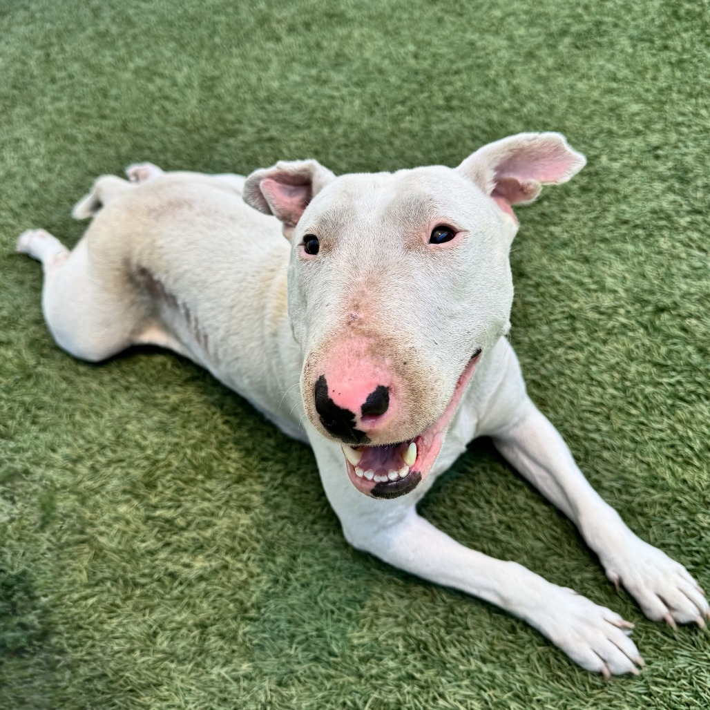 Shelter Stray Female Dog last seen , 12910 Yukon Ave, Hawthorne, CA 90250, USA
