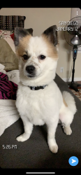 Lost Male Dog last seen Home Ave and Euclid , San Diego, CA 92105