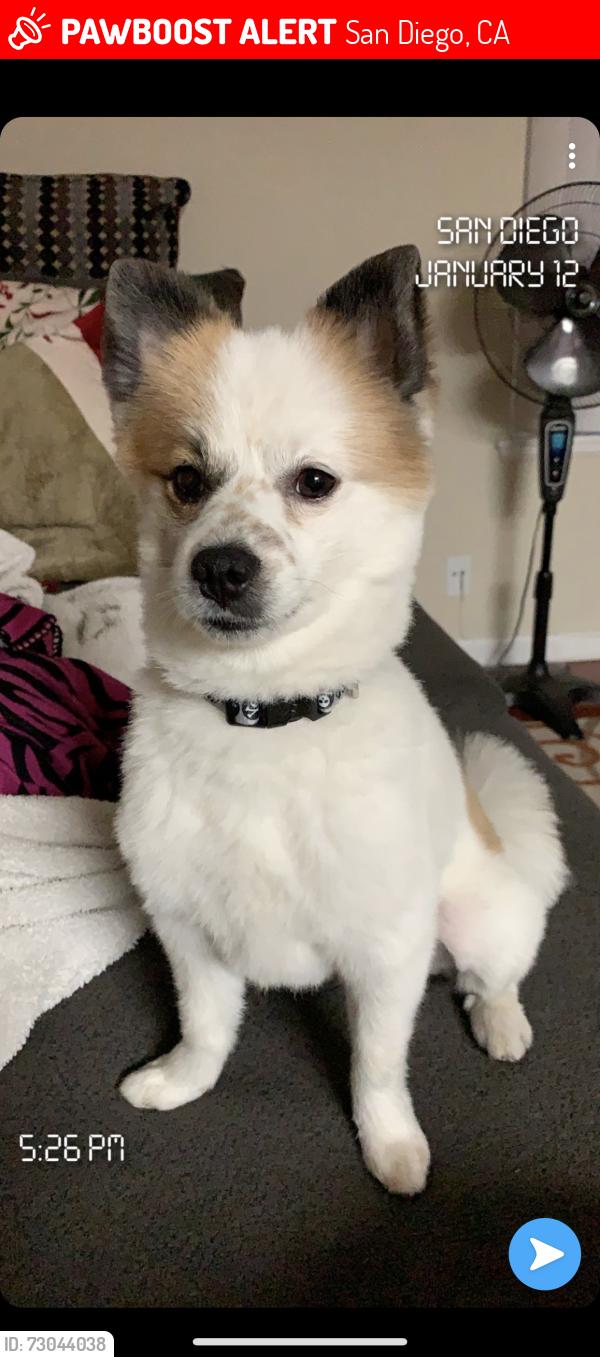 Lost Male Dog last seen Home Ave and Euclid , San Diego, CA 92105