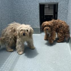 Shelter Stray Male Dog last seen , 12910 Yukon Ave, Hawthorne, CA 90250, USA