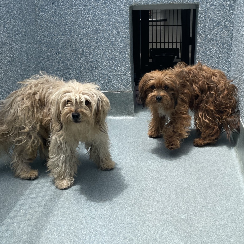 Shelter Stray Female Dog last seen , 12910 Yukon Ave, Hawthorne, CA 90250, USA