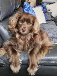 Reunited Male Dog last seen Near and capital drive, Skyline View, PA 17112