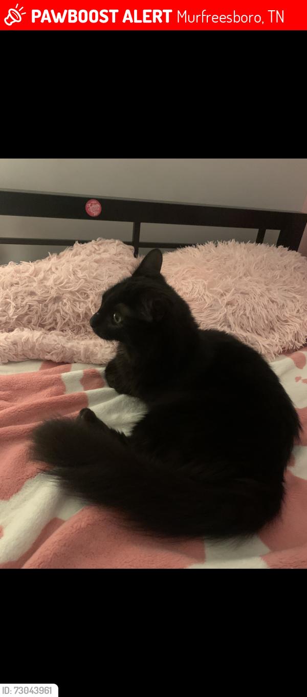 Lost Female Cat last seen South Rutherford Area, Murfreesboro, TN 37130