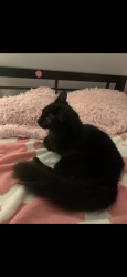 Lost Female Cat last seen South Rutherford Area, Murfreesboro, TN 37130