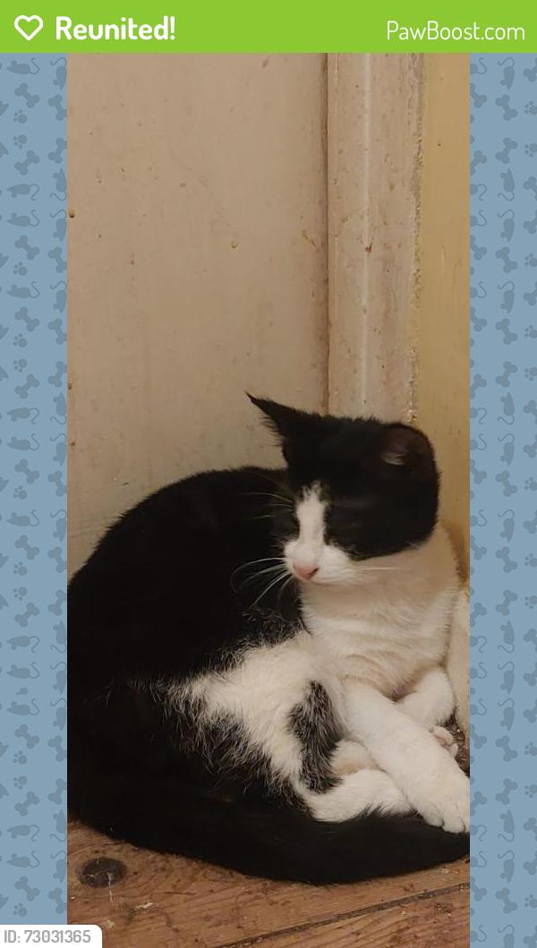 Reunited Female Cat last seen Barkiss Close toxeth , Merseyside, England L8 8LN