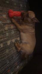 Reunited Female Dog last seen Reservoir and ranck road , East Earl Township, PA 17557