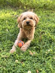 Reunited Male Dog last seen Grey Colt Drive And Defief, North Potomac, MD 20878