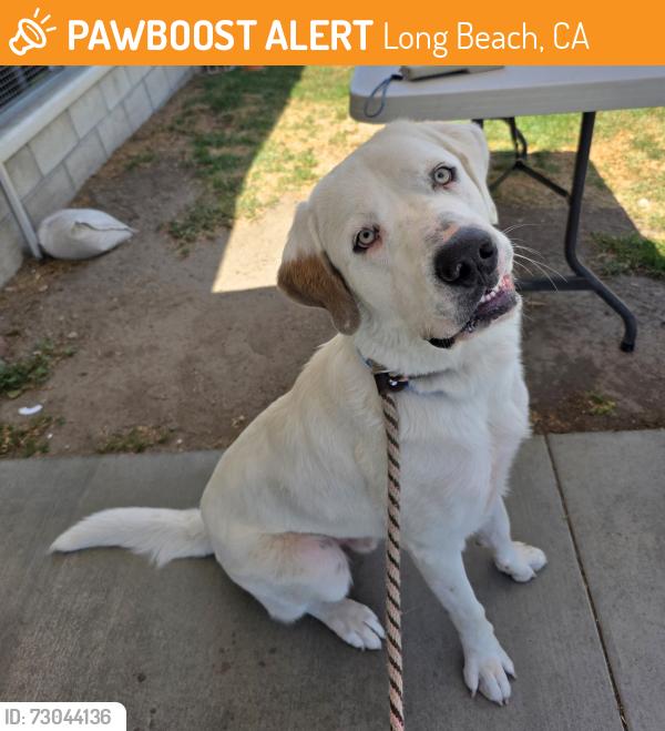 Found/Stray Male Dog last seen Near Stineman Ct Unit 102, Long Beach, CA 90808, Long Beach, CA 90808