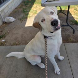 Found/Stray Male Dog last seen Near Stineman Ct Unit 102, Long Beach, CA 90808, Long Beach, CA 90808