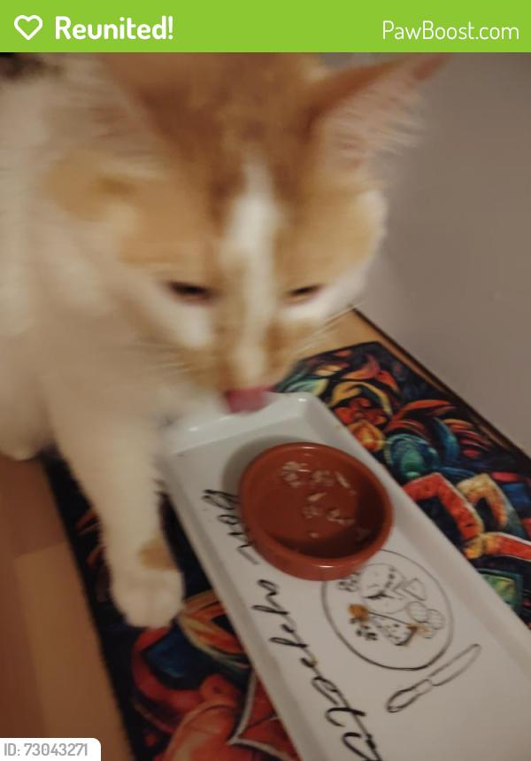 Reunited Male Cat last seen Cross Walk Bristol, Bristol City, England BS14